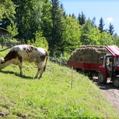 Landwirtschaft im Erzgebirge (2017)