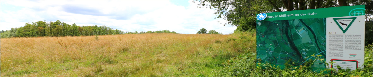 Landschaft am Mülheimer Auberg